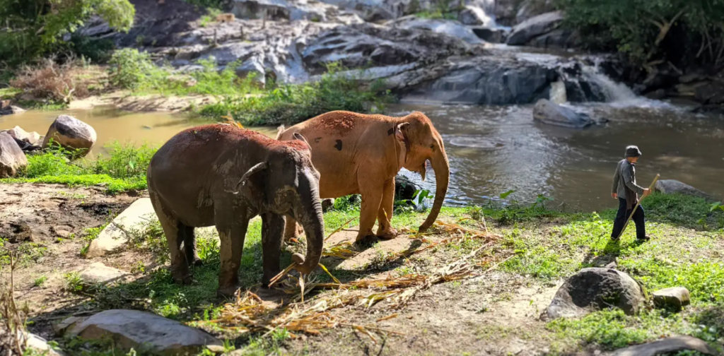 Elephant Sanctuary